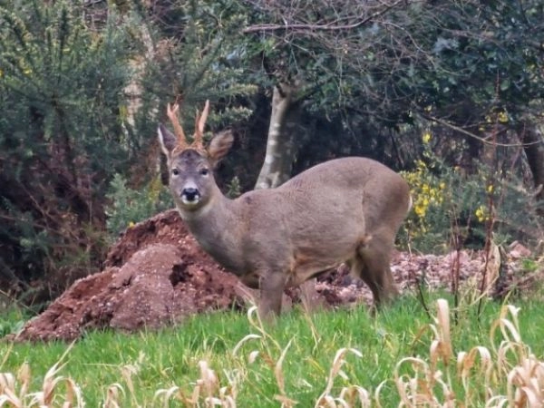 The best time of day to use the call is between 7:30 and 10:30 in the morning, when roe deer begin moving as temperatures rise.