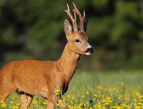 Calling Roe Deer on the Isle of Bute with a Beech Leaf: An Authentic Experience in the Scottish WildernessPublished On: May 15, 2026
