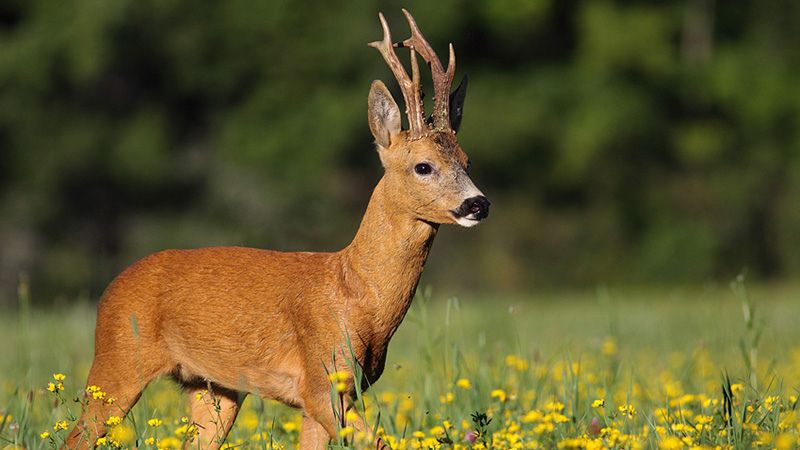 Roe Deer Hunting