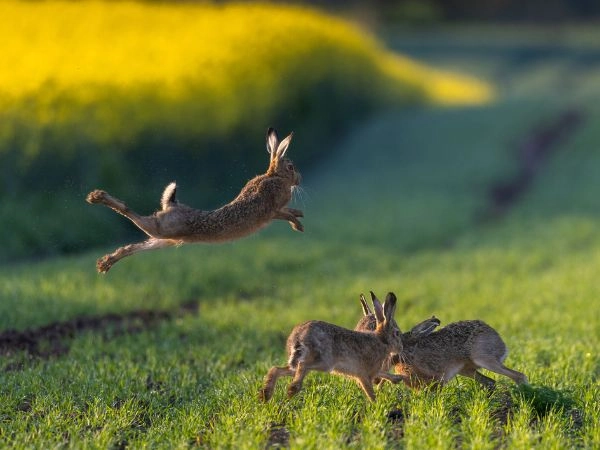 The core of wildlife management is the harvest plan.