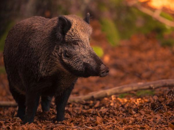 The wild boar represents one of the most evident cases of wildlife imbalance in Europe.