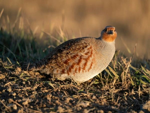 Wildlife management is a structured system that integrates science, institutions, and field operators.
