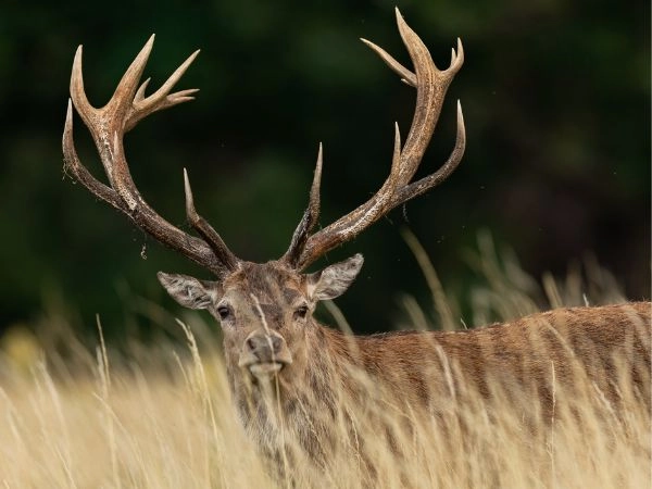 Wildlife management, maintaining a sustainable ecological balance.
